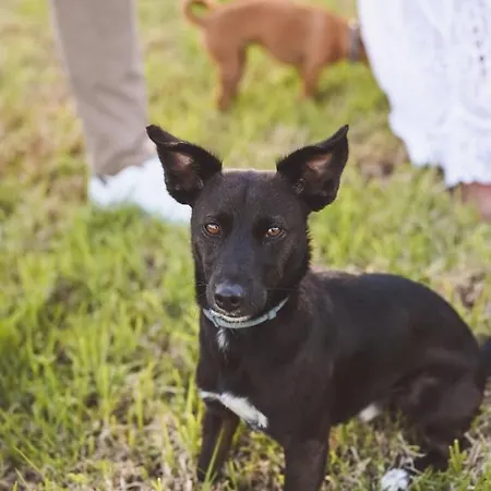Quinta Almas São Roque do Pico