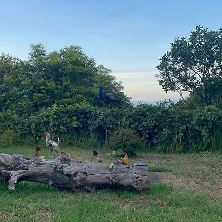 Quinta Almas * São Roque do Pico