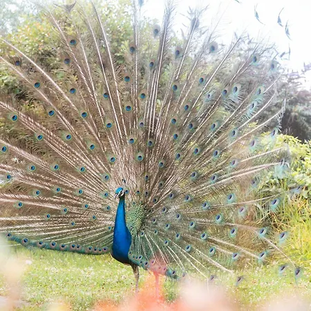 Hébergement de vacances Quinta Almas