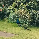 Quinta Almas *