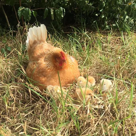 Quinta Almas Сasa de vacaciones *