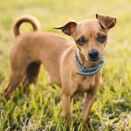 Quinta Almas * São Roque do Pico