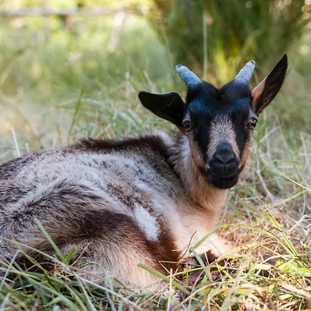 Quinta Almas * São Roque do Pico