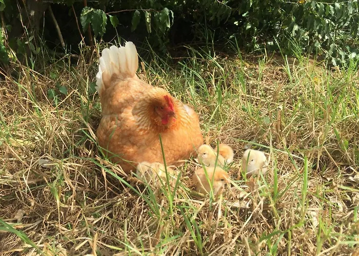 Quinta Almas Prázdninový dům *