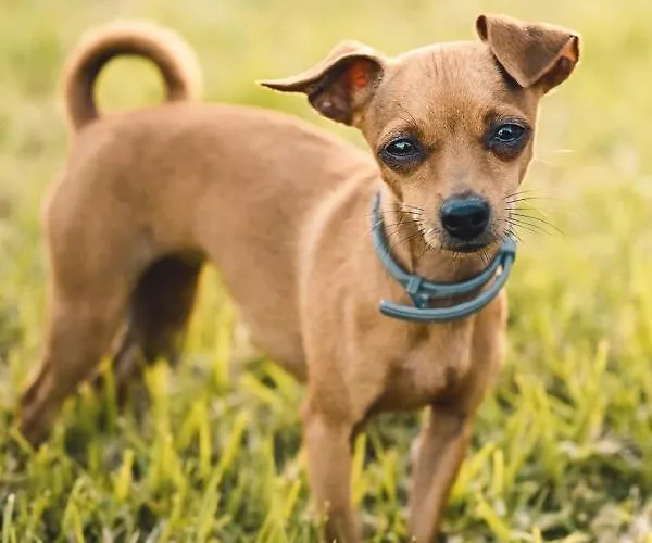 Quinta Almas * São Roque do Pico