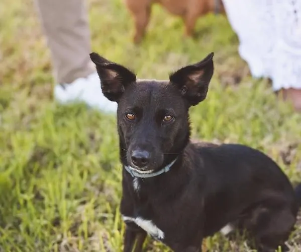 Quinta Almas São Roque do Pico