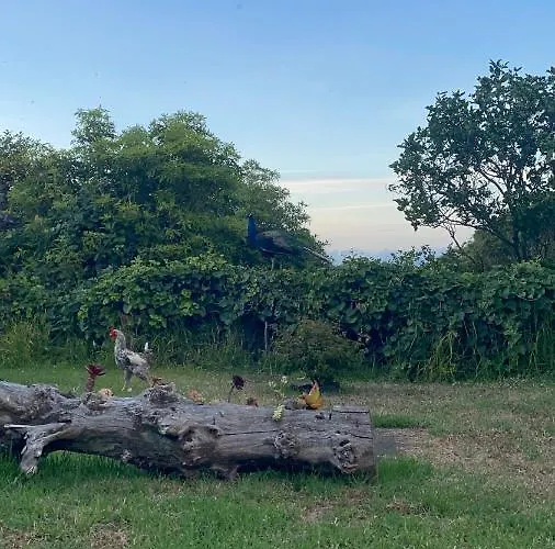 Quinta Almas * São Roque do Pico