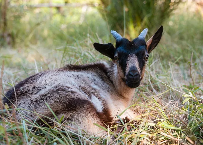 Quinta Almas * São Roque do Pico