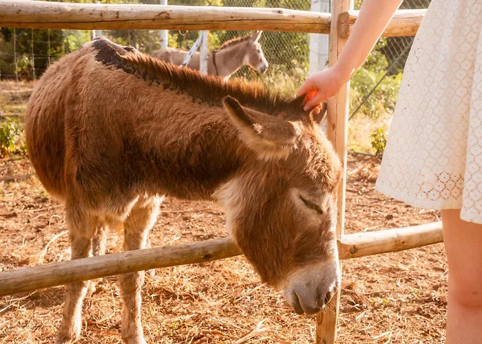 Quinta Almas Prázdninový dům São Roque do Pico