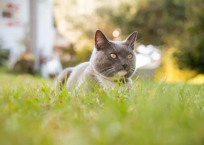 Quinta Almas Prázdninový dům